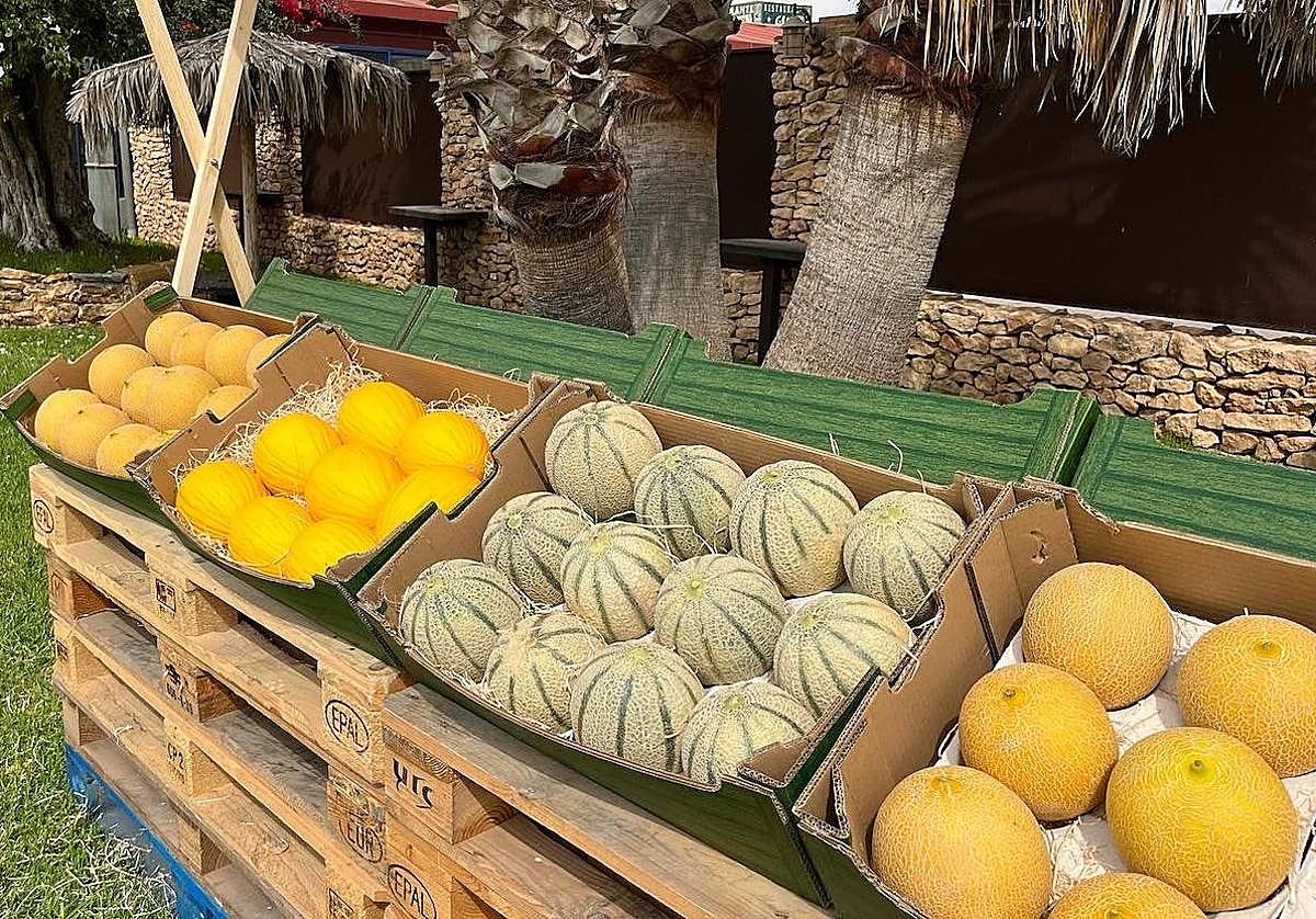 El Melon Show Murcia 2023 de Semillas Fitó presenta novedades para la próxima campaña