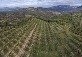 Imagen aérea de un olivar tradicional de la provincia.
