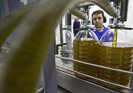 Envasado de aceite de oliva, en garrafas,