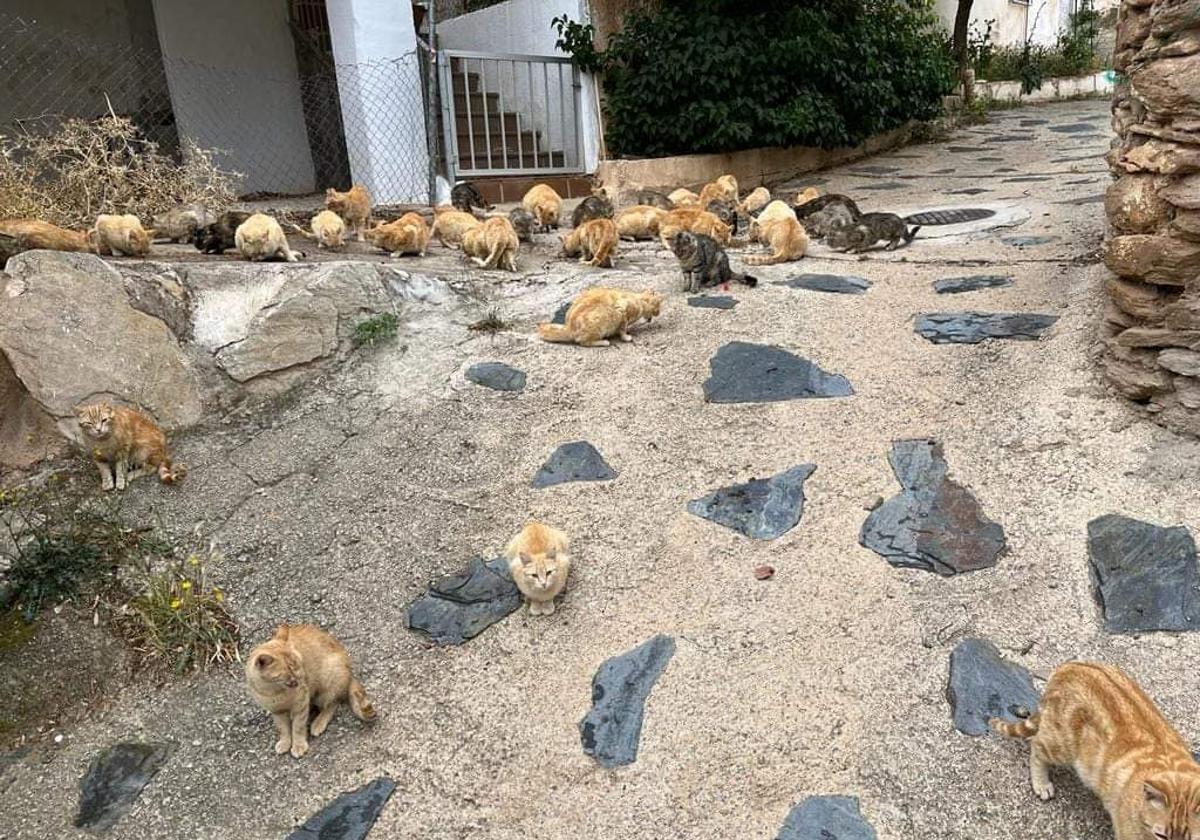 Algunos gatos de la colonia de Rambla del Agua.