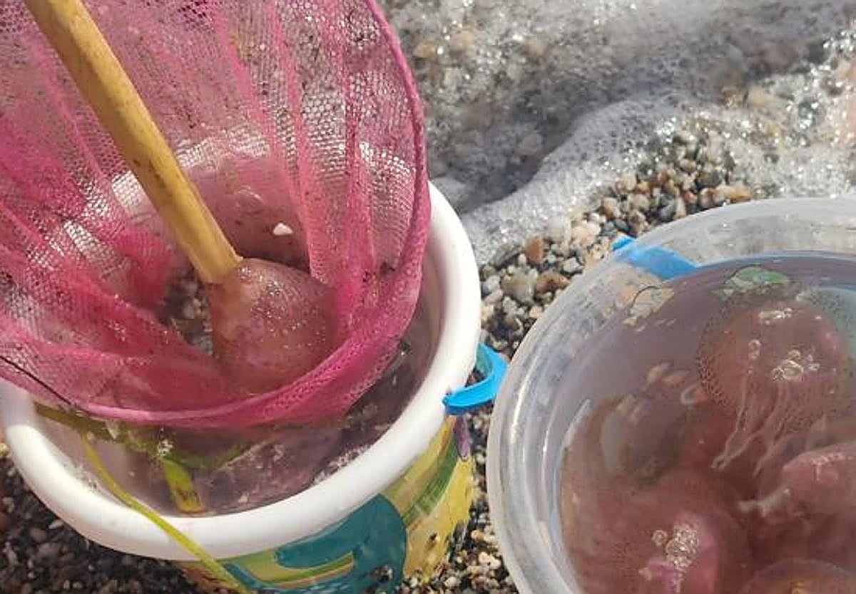Medudas en las playas de Granada.