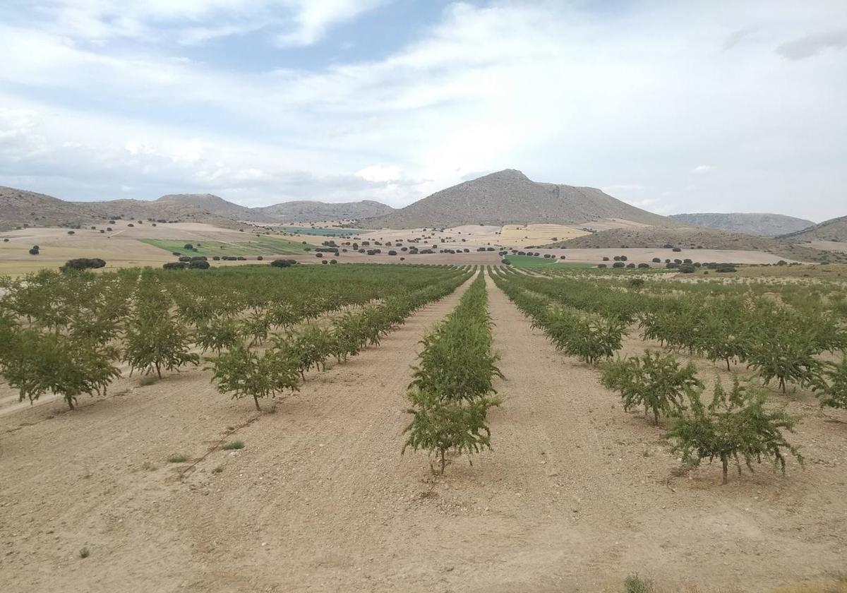 Asaja prevé una reducción del 40% en la producción de almendra