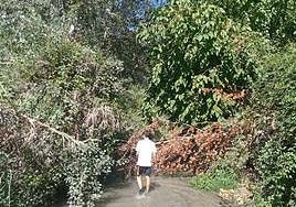 La maleza invade los ríos de los Puentes, en una imagen de hace unos meses.