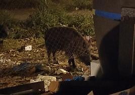 Imagen de archivo de un jabalí en una zona de contenedores de Cabo de Gata.