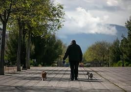 Un hombre paseando a sus perros, en una foto de archivo.