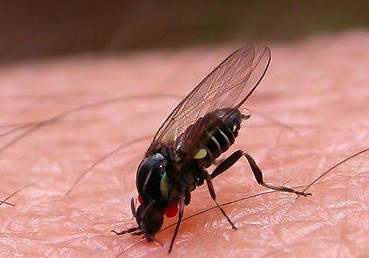 Aumenta la presencia de mosca negra en Andalucía: estos son sus peligros.