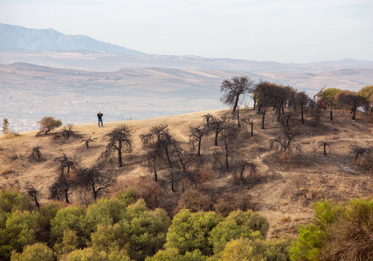 Parte del cerro que ardió en San Miguel Alto, en la capital granadina.