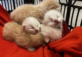 Los gatos encontrados en un contenedor en Playa Granada