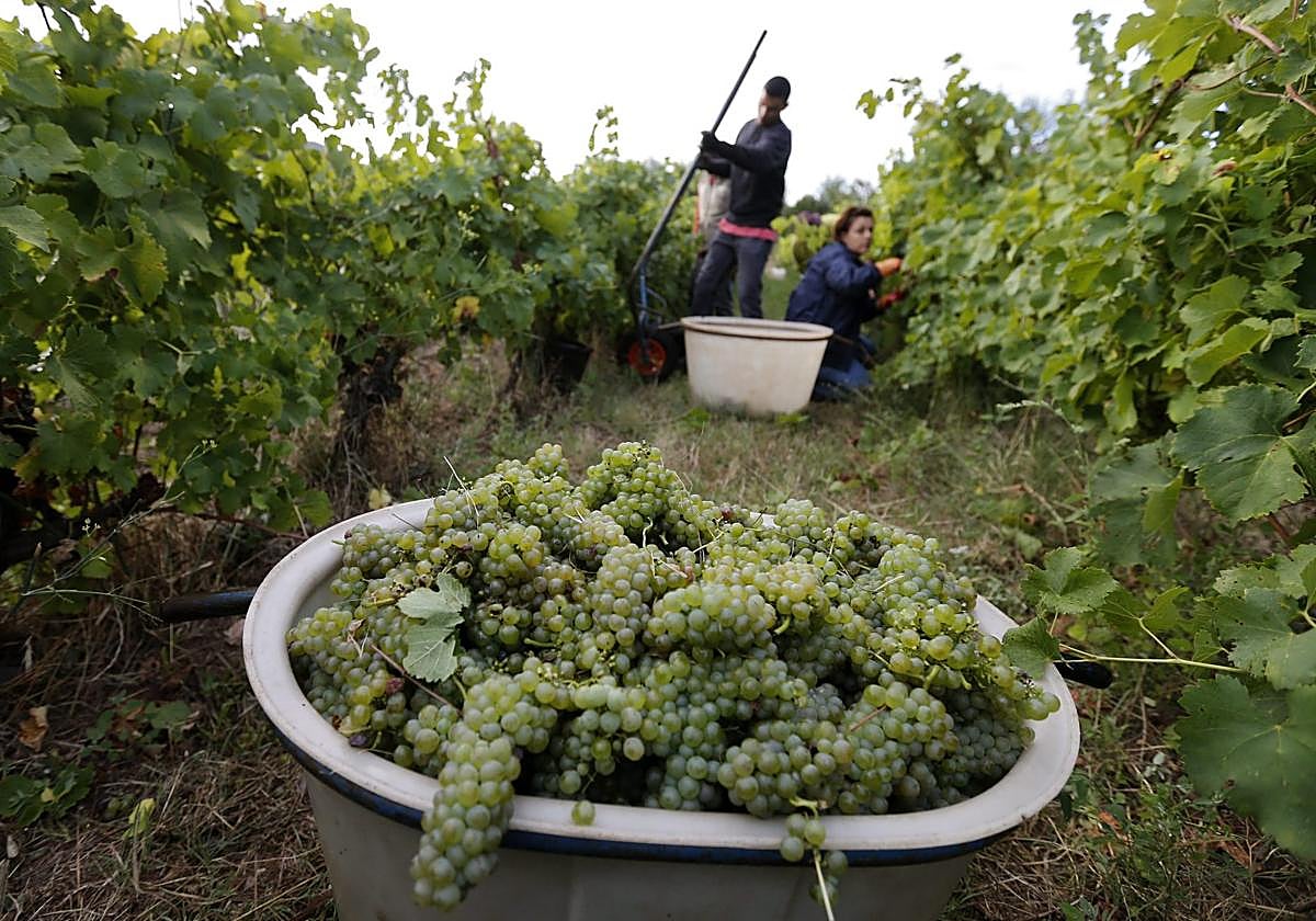 Vendimia en Francia, en una imagen de archivo.