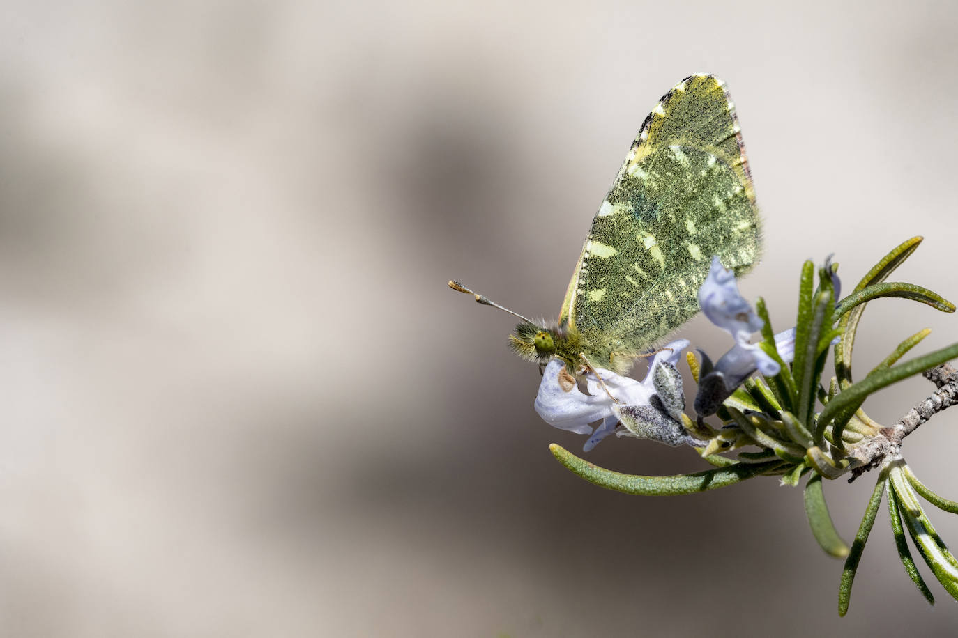 Imagen secundaria 1 - Colias crocea,Euchloe bazae y Lesiommata megera. 