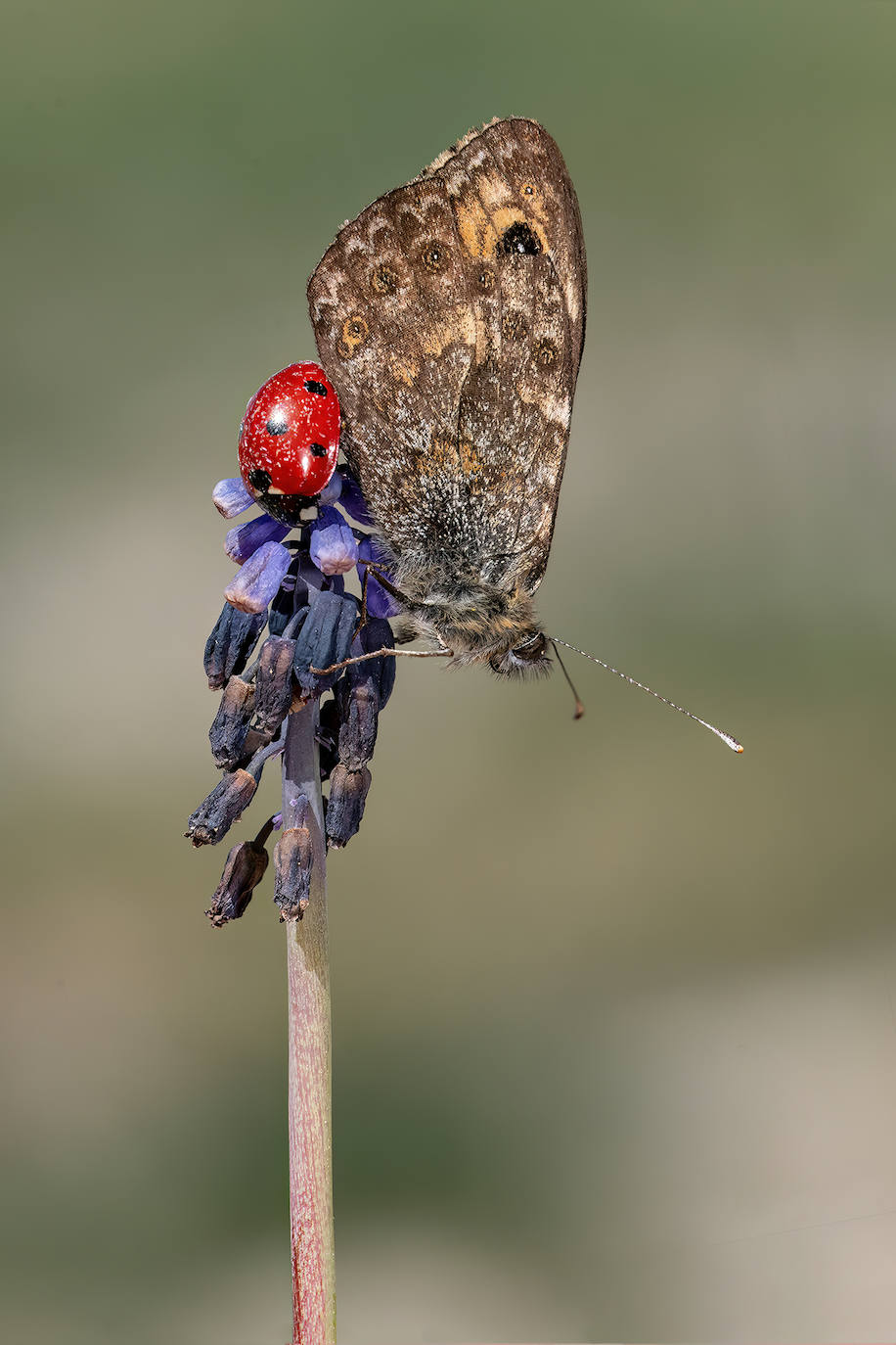 Imagen secundaria 2 - Colias crocea,Euchloe bazae y Lesiommata megera. 