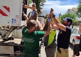 Traslado del animal para hacerle un chequeo y comprobar su procedencia.