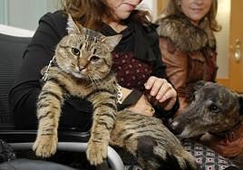 Así afecta la nueva Ley de Bienestar Animal a los dueños de los gatos