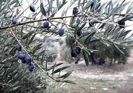 Las lluvias son «insuficientes» en el contexto actual de sequía.