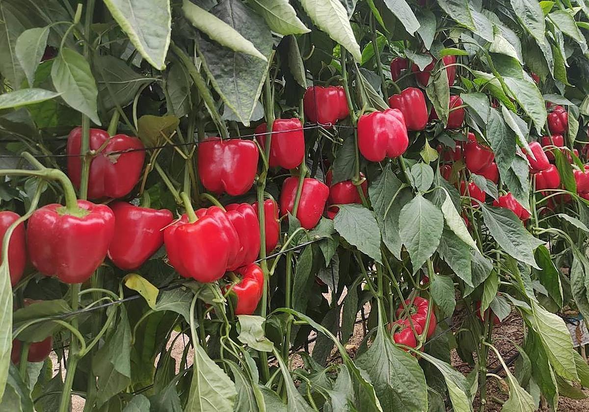 Más de 9.000 agricultores ya han recibido el pago de las ayudas a los seguros agrarios de la Junta