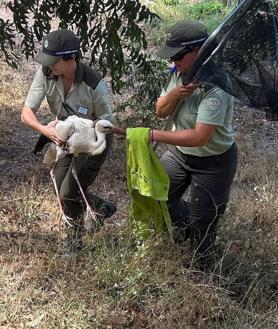 Imagen secundaria 2 - &#039;Filo&#039;, la cigüeña extraviada de su bandada rescatada por un vecino de Motril