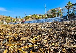 Cañaveras en la playa de La Rábita.