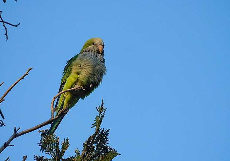Imagen principal - Crecen sin control las cotorras invasoras en Granada: «Hay que actuar ya»