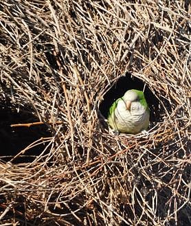 Imagen secundaria 2 - Crecen sin control las cotorras invasoras en Granada: «Hay que actuar ya»