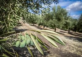 Aceituna arrugada en Iznalloz