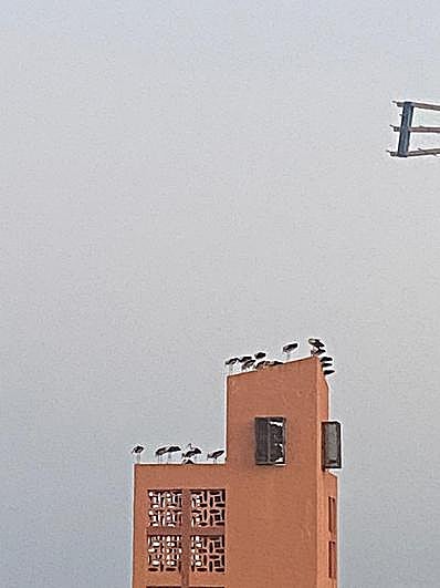 Centenares de cigüeñas sorprenden a los vecinos y anidan en Almería