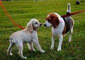 La nueva Ley de Bienestar Animal prohíbe estos collares para perros