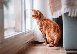 Estos lugares de la casa estarán prohibidos para las mascotas con la Ley de Bienestar Animal.