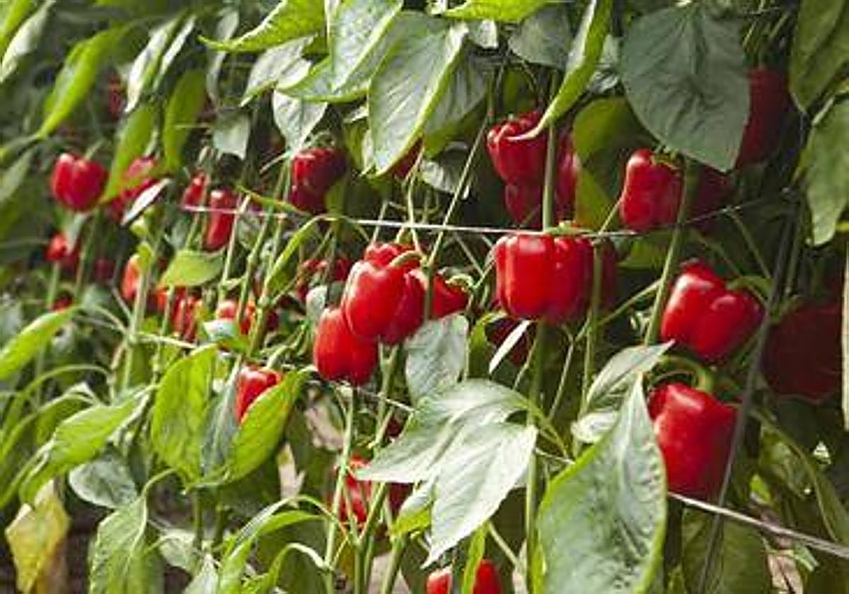 La Red de Alerta e Información Fitosanitaria de Andalucía publica medidas preventivas frente al trips Parvispinus