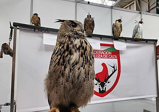 Aves que ayuda en la caza, en Ifeja.