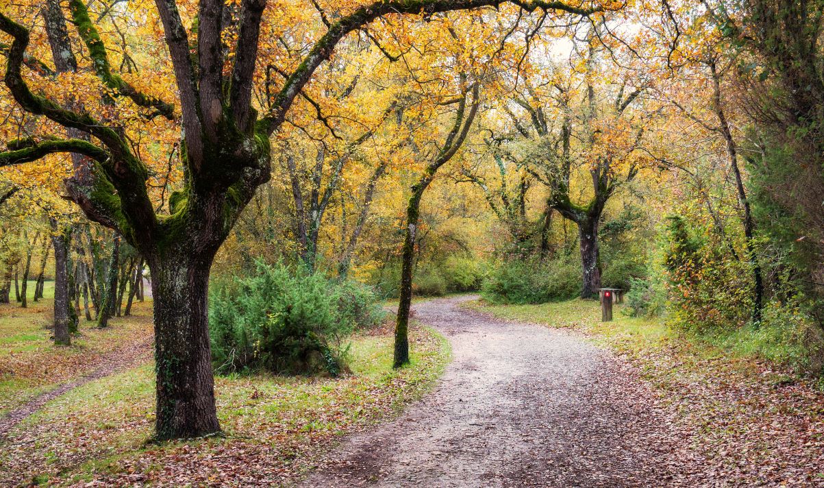 Otoño en el campo.