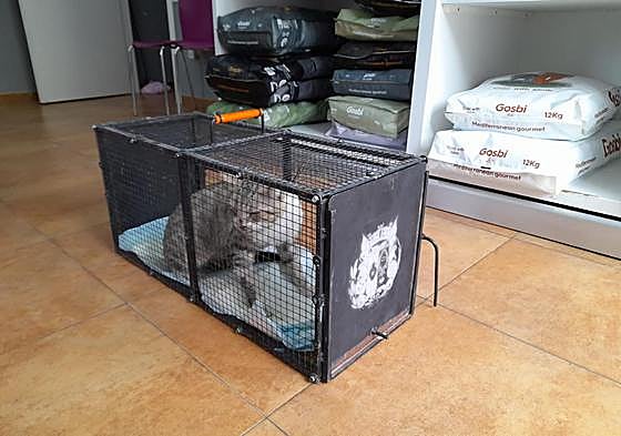 Uno de los mamíferos que será objeto de esterilización.