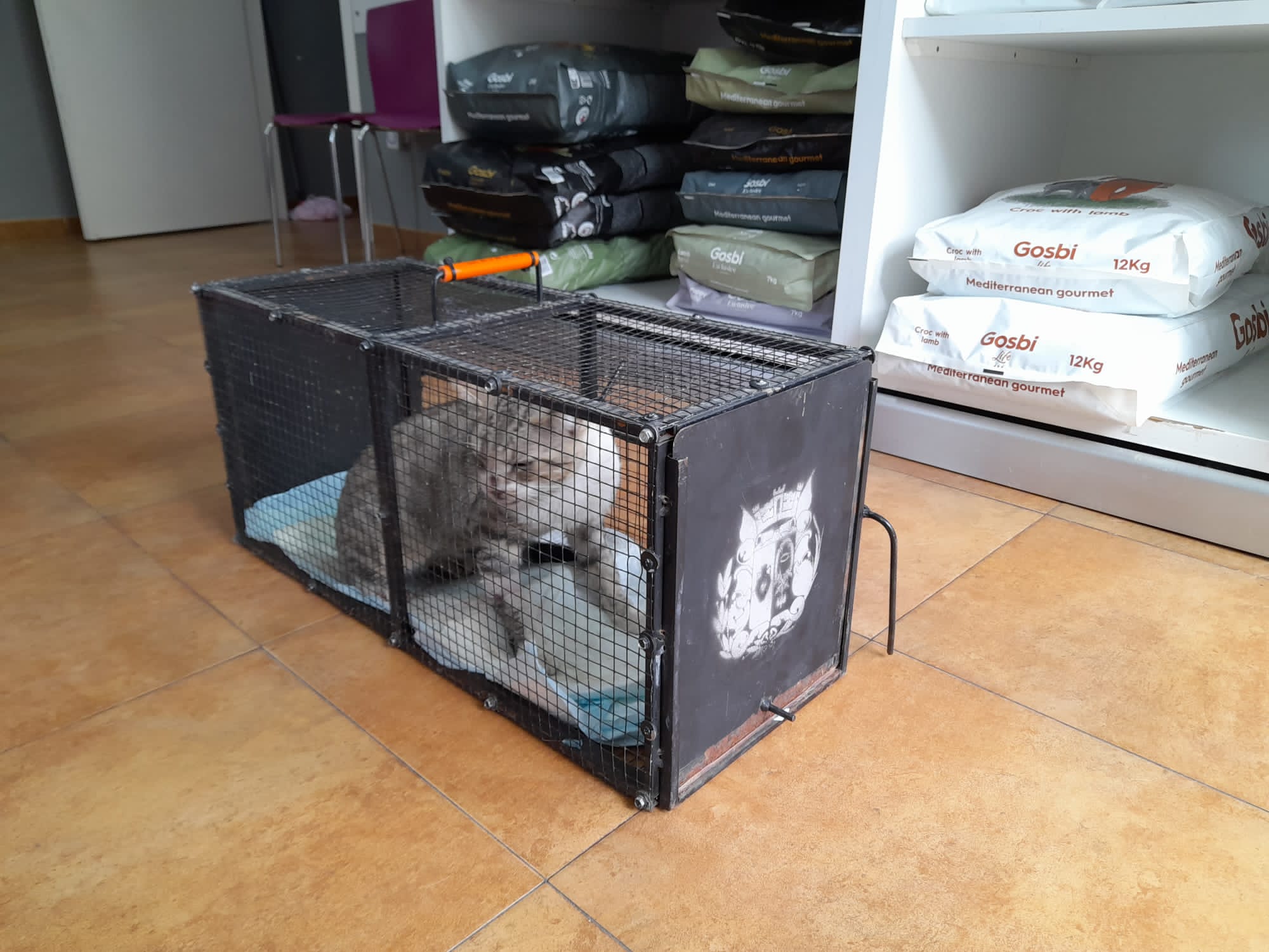 Uno de los mamíferos que será objeto de esterilización.