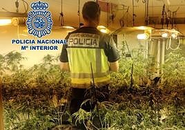 Plantación de marihuana.