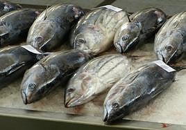 Aviso de Sanidad: estos son los pescados con más mercurio de España.