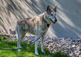 La multa por dejar a tu perro en la puerta del supermercado con la Ley de Bienestar Animal.