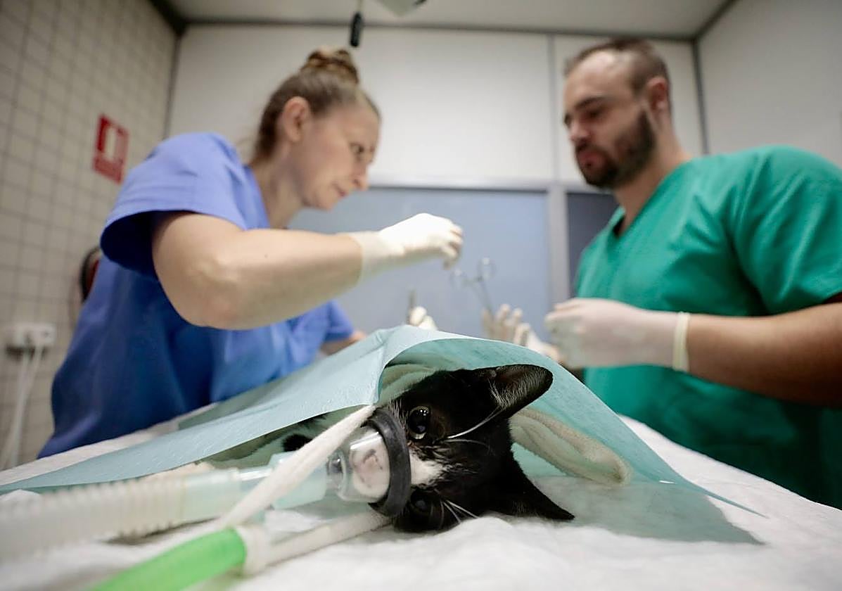 Operación obligatoria para tu gato con la nueva Ley de Bienestar Animal