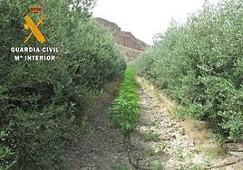 Marihuana intervenida en Las Gabias.