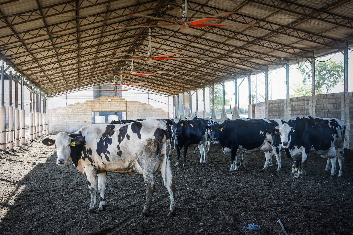 Vacas de la ganadería Regidor, integrada en Alba Ganaderos.