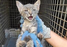 Tuba, tras ser rescatada de la bajante.