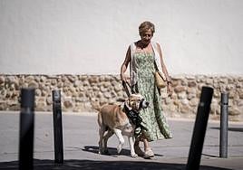 Los casos en los que no es necesario un seguro específico para los dueños de los perros