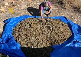 Encuentran varios kilos de marihuana en una vivienda abandonada de Las Gabias