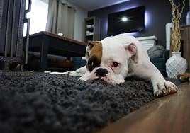 ¿Es posible coger la baja laboral por la enfermedad de mi perro con la ley de bienestar animal?