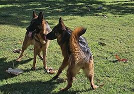 Dos pastores alemanes corretean en el cesped de la residencia Sagasta de Churriana de la Vega.