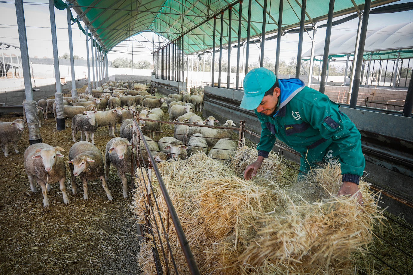 Corderos en un cebadero granadino.