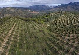 Imagen aérea de un olivar tradicional de la provincia.