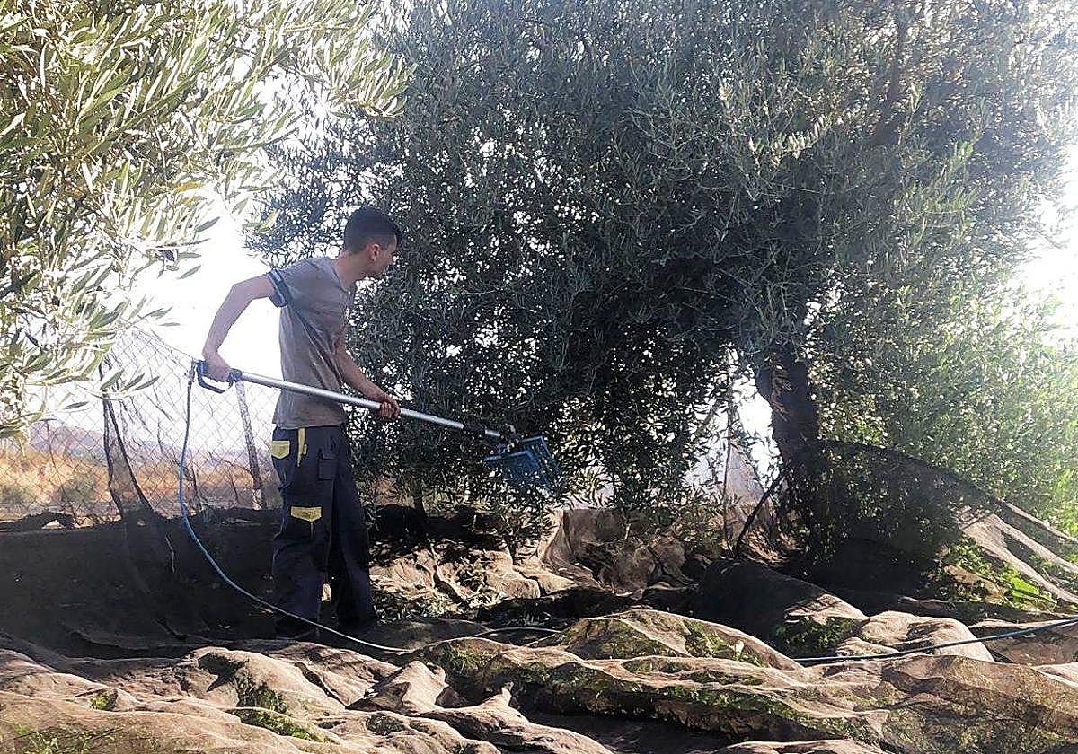 Almería aumenta la producción de aceite de oliva hasta las 13.000 toneladas