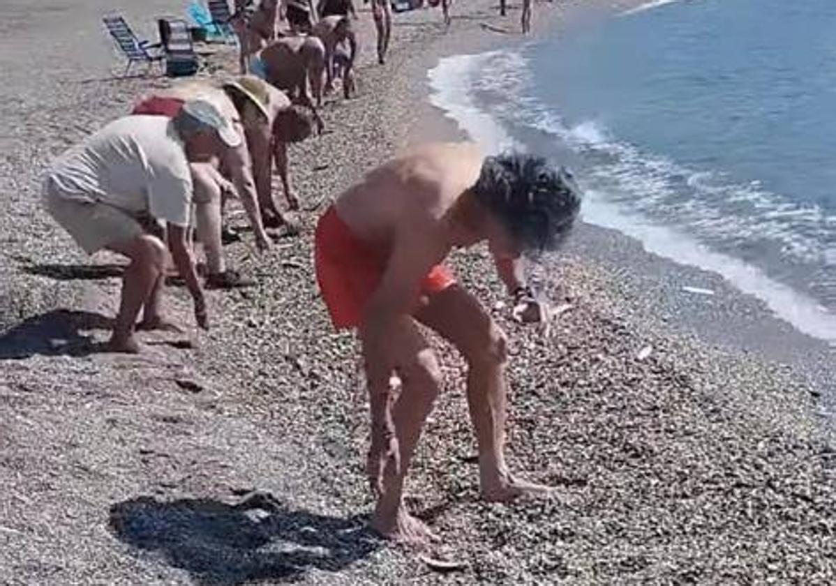 Bañistas recogiendo las sardinas en la orilla de la playa de Torrenueva.