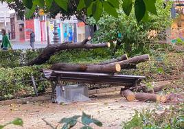 Un banco destrozado por la caída de ramas en Gran Capitán