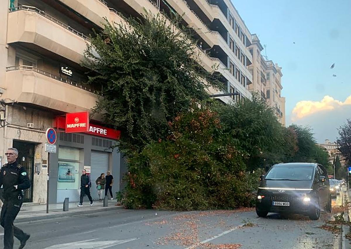 Imagen secundaria 1 - ¿Por qué se cayeron tantos árboles en Andalucía el domingo?