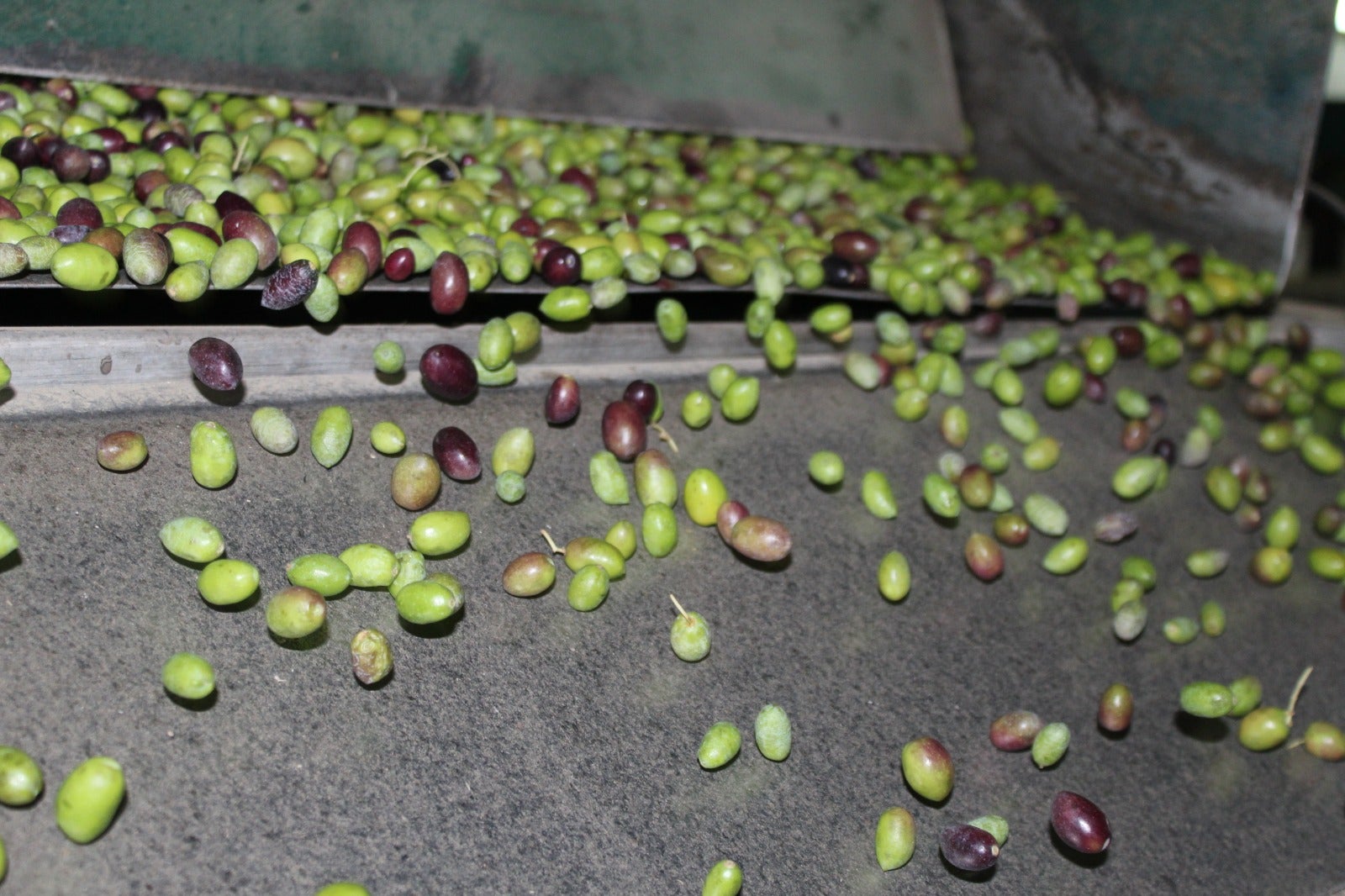 Aceituna para elaboración de aceite temprano.